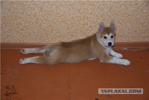 Собакочетверг же, ау!