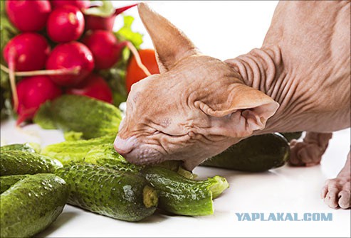 Что любят кушать кошки?