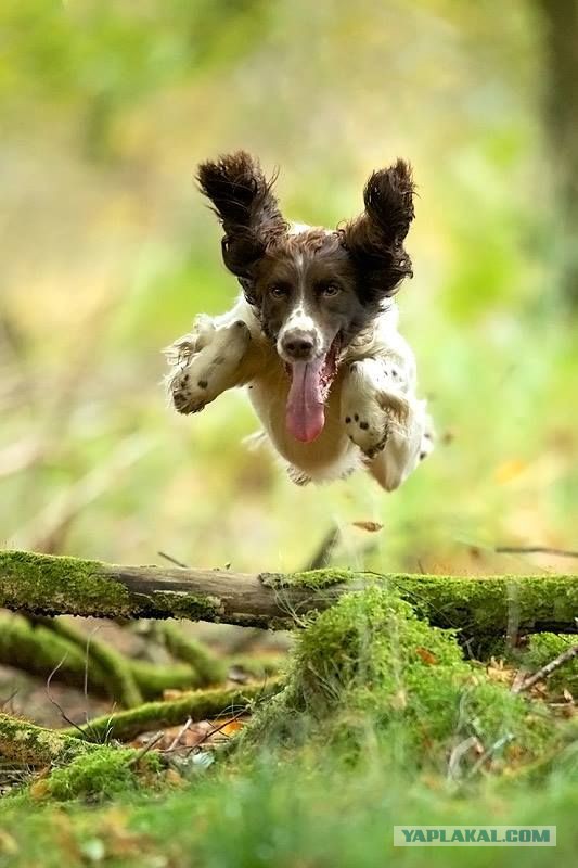 Собакочетверг