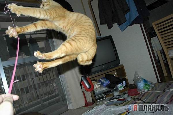 Коты, кошки, котята