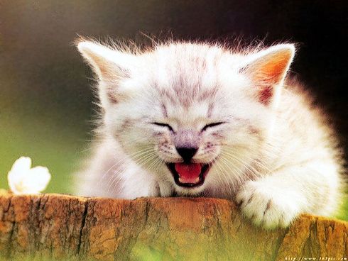 Коты, кошки, котята