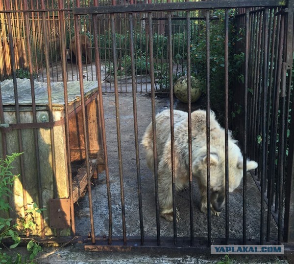 Эта медведица по имени Фифи ждала 30 лет чтобы ее спасли