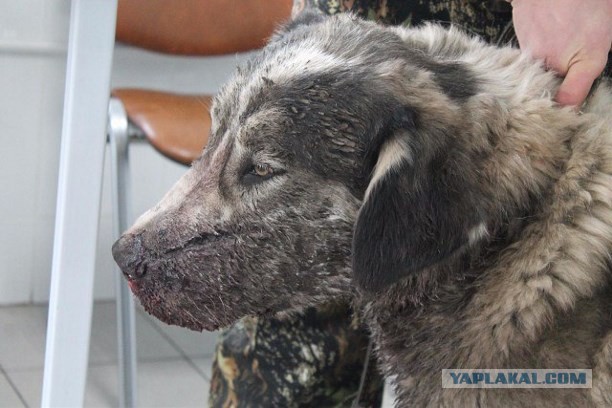 В городе Узловая Тульской области неизвестный расстреливает собак из охотничьего ружья