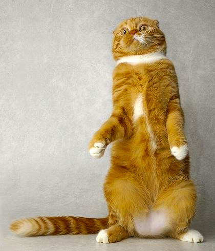 А вот и котовторник!