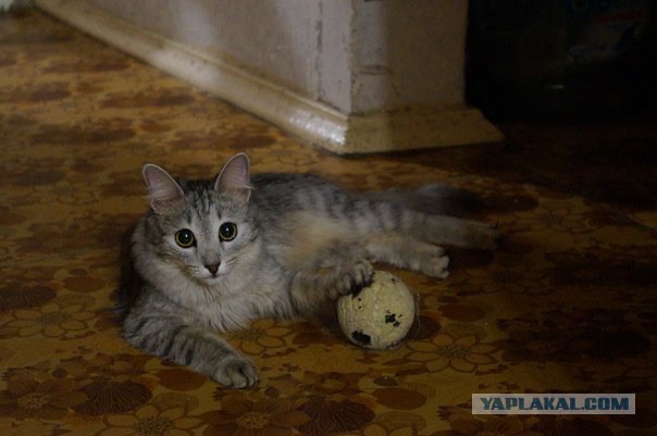 Кото-вторник 24 Мая 2016го :)