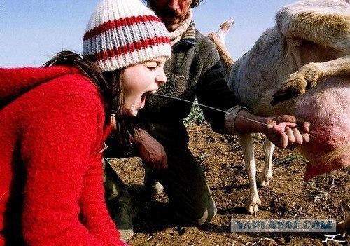 Порция картинок из сети