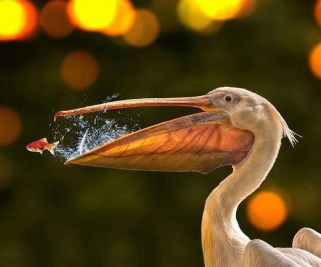 Ага, снова эти картинки и гифки