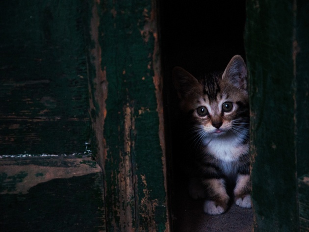 Коты из сети