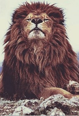Самые смешные животные
