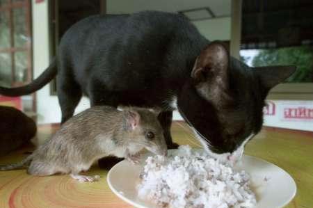 Коты из сети
