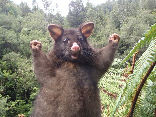 Самые смешные животные