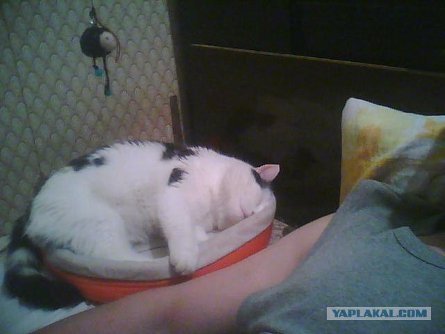 Котовторник  14.02.2017