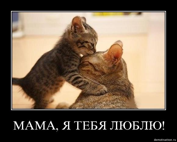 Коты и Кошки
