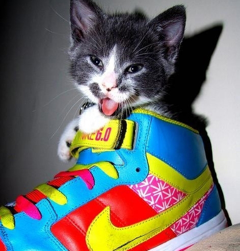 Коты и Кошки