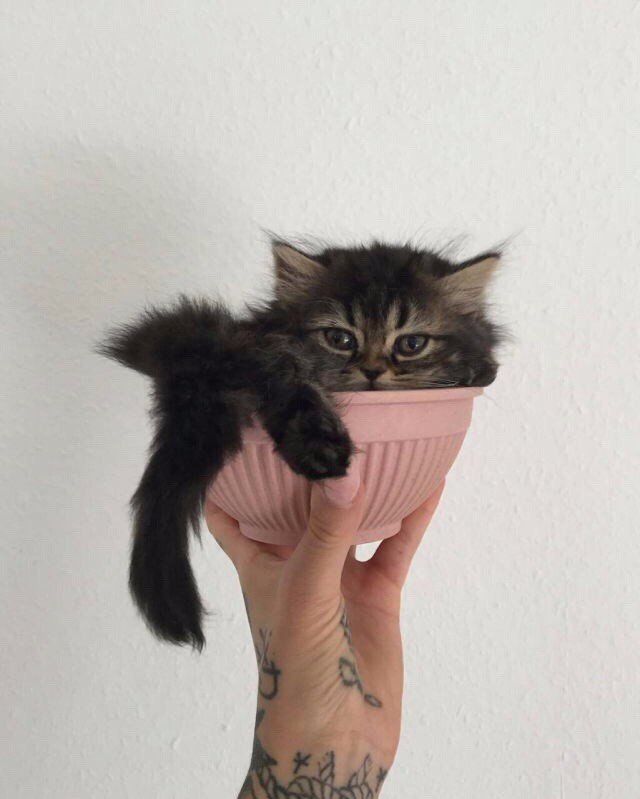 Коты и Кошки