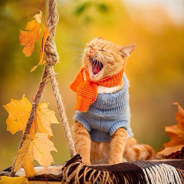 Коты и Кошки