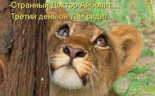 Подборка забавных животных