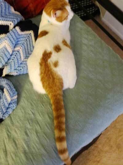 Коты и Кошки