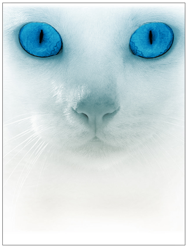 Коты и Кошки