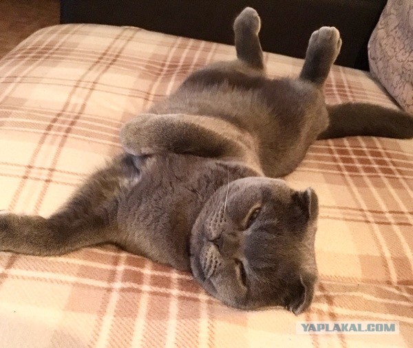 Котовторник 28.11.2017