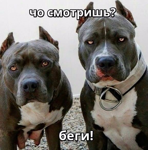 Комментарии, приколы и прочие маразмы
