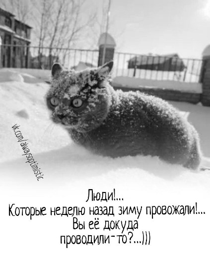 На Сахалине пурга! А у вас как с погодой?