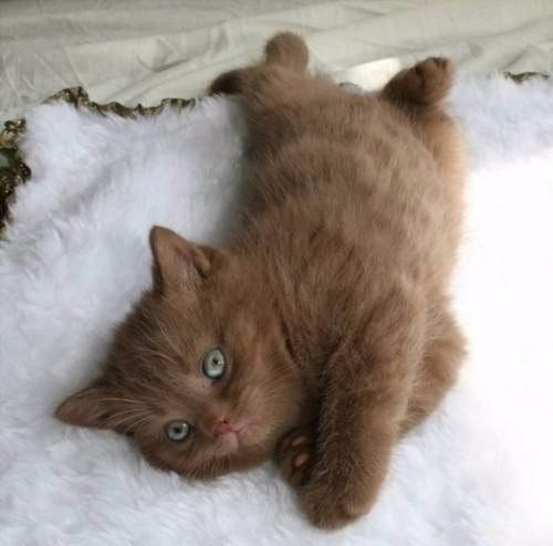 Фотобомбы котов