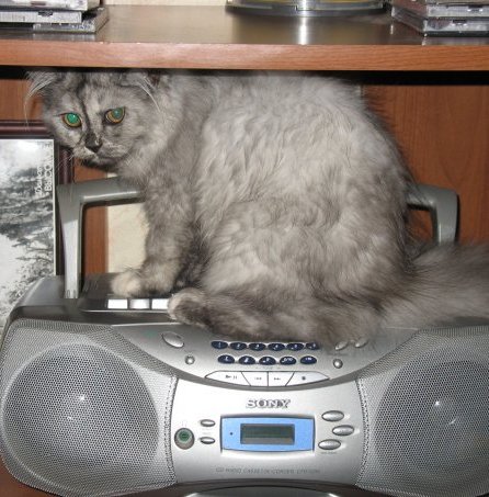 Котомет на вторник 08.04.08