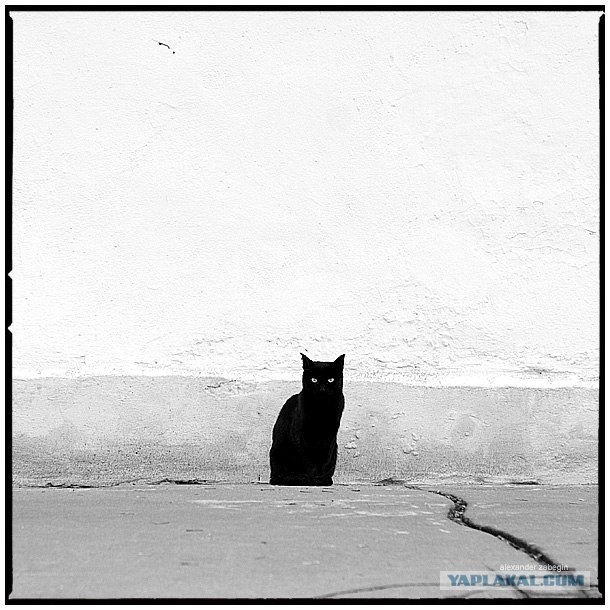 УРРААА ! Котовторник на ЯПлакалъ !