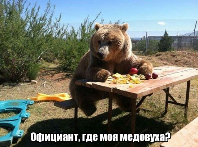 Живность из сети