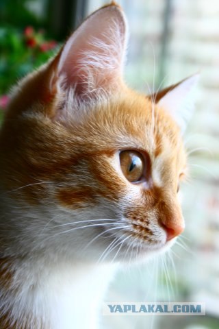 Котовторник на 03.02.2009