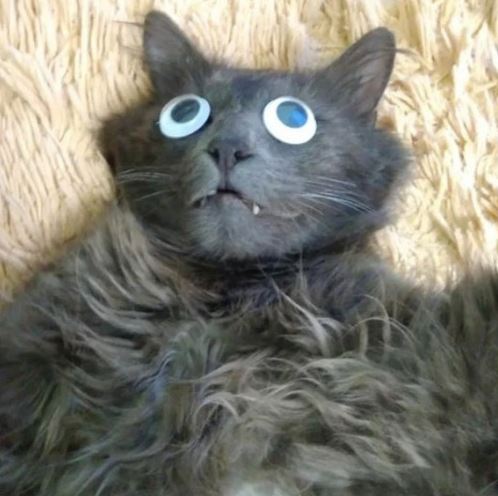 Котовторник  31.07.2018