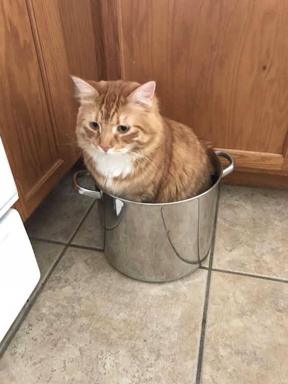 Прикольных котов пост