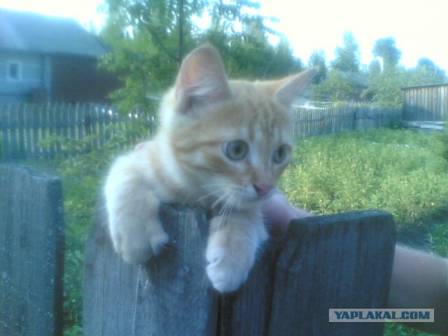 Первый котовторник августа