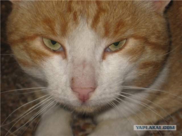 Кошарий