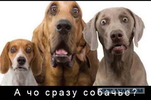 Послушайте меня, собачатники!