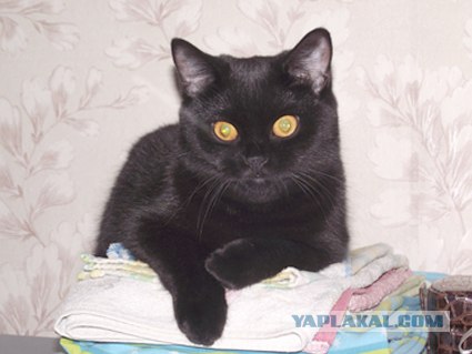 Котовторник с Кузей