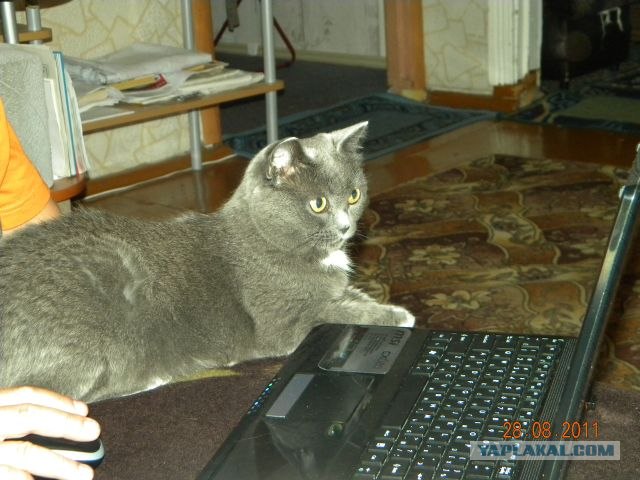 Сонный Котовторник