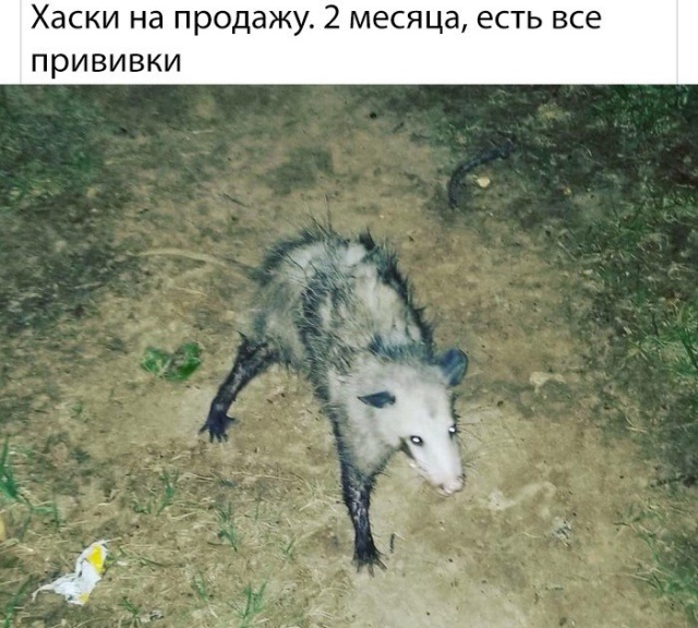 Нестандартный юмор