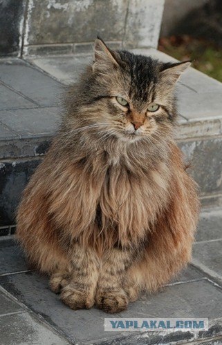 Котовторник 06.12.2011