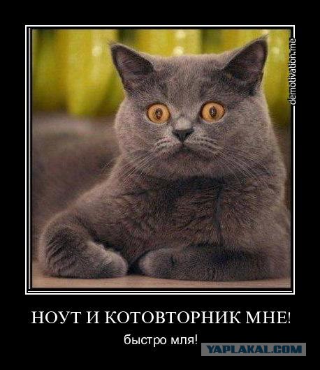 Котовторник 20.12.2011