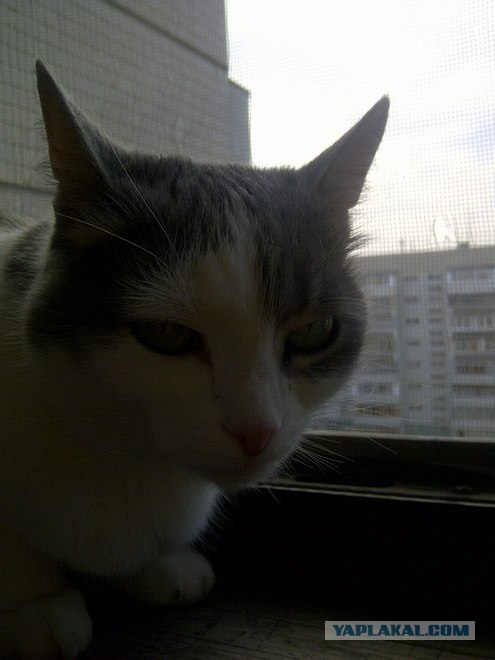 Котовторник 24.04.2012
