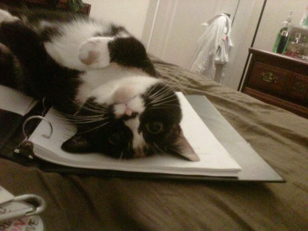 Котовторник 29.05.2012