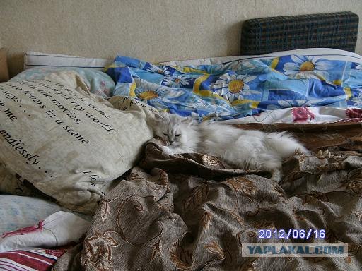 Котовторник  19.06.2012