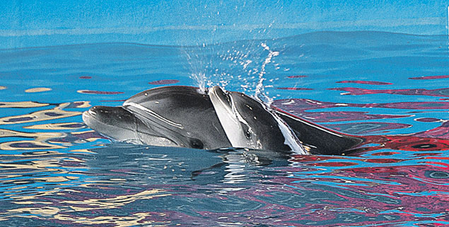 Дельфиненок родился прямо во время представления