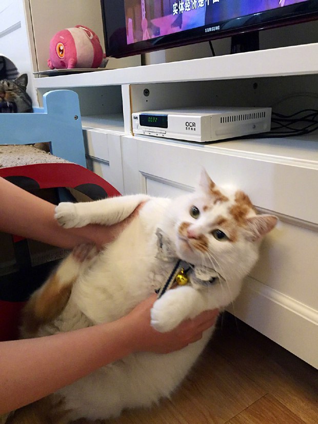 Прикольных котов пост