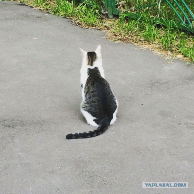 Интеллект кота и пса