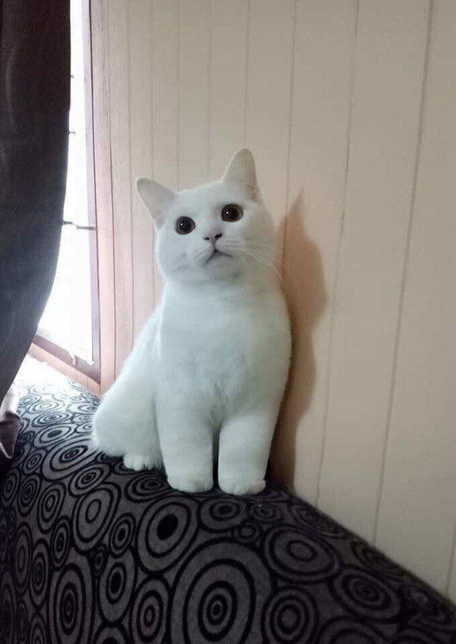 Забавные фото котеек