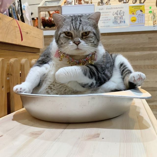 Забавные фото котеек