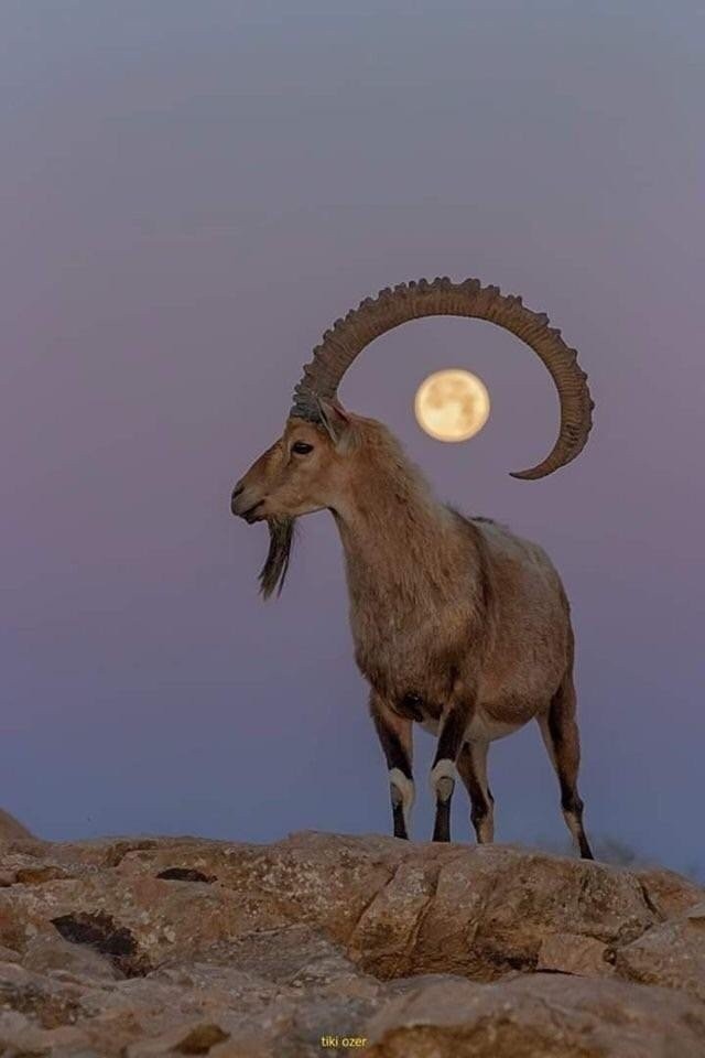 Живность из сети